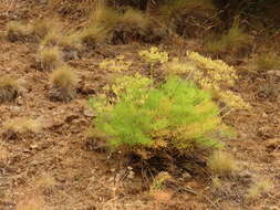 Image of Suksdorf's desertparsley