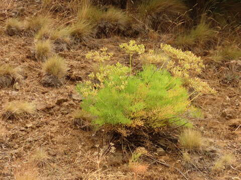 Image of Suksdorf's desertparsley