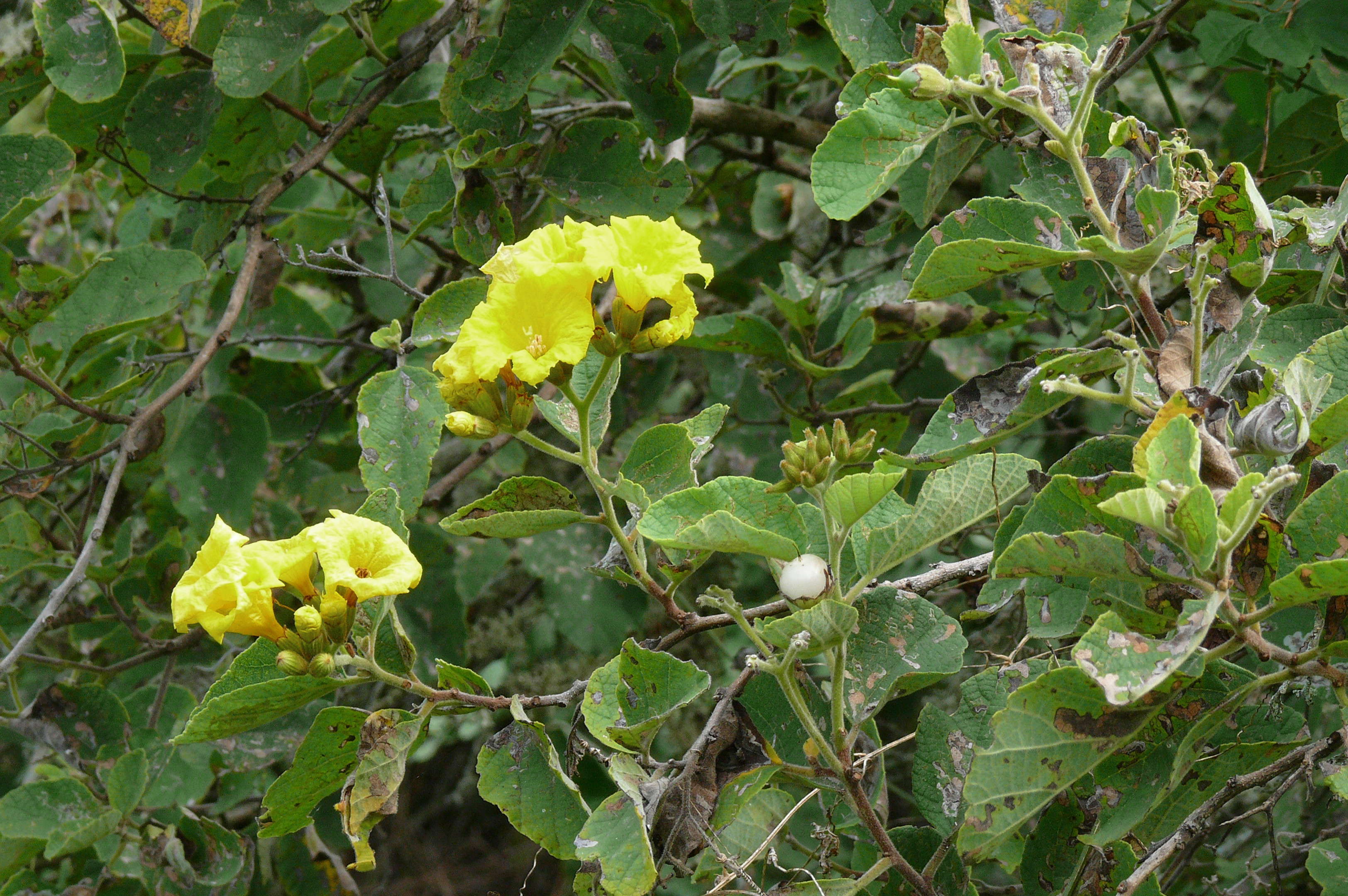 Image de Cordia lutea Lam.