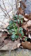 Image of Limonium bellidifolium (Gouan) Dumort.