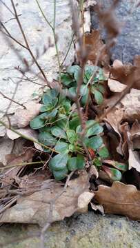 Image of Limonium bellidifolium (Gouan) Dumort.