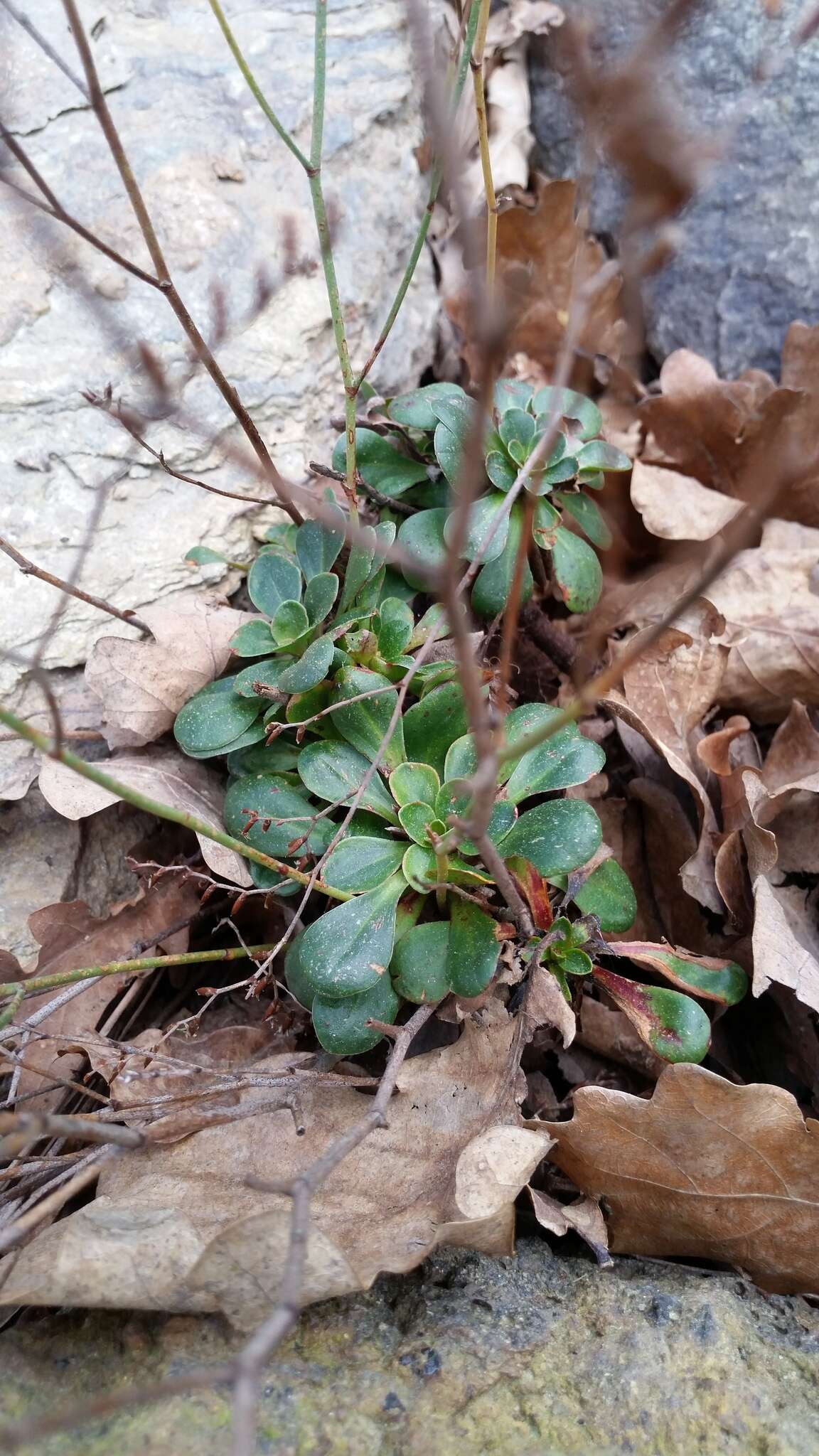 Image of Limonium bellidifolium (Gouan) Dumort.