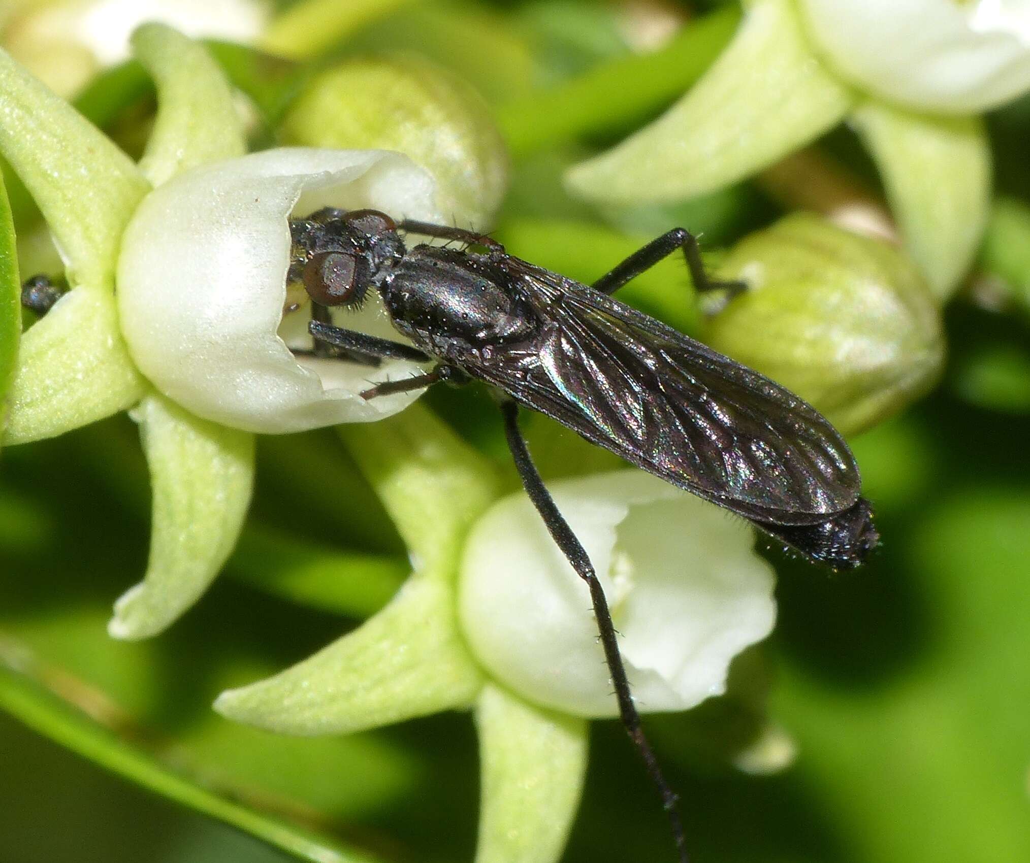 Image of Braunsophila nubeculipennis Krober 1931