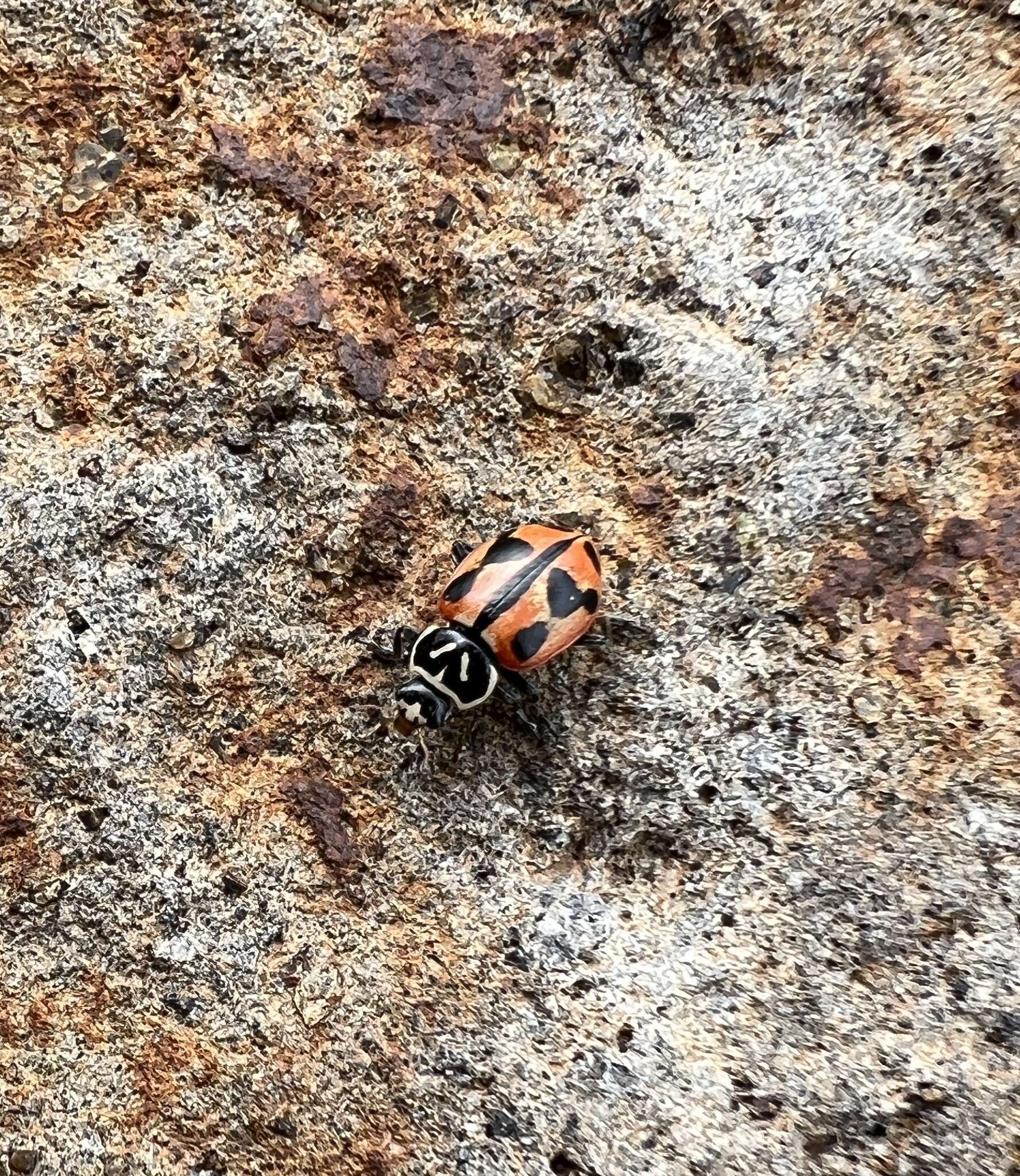 Image of Hippodamia sinuata Mulsant 1850