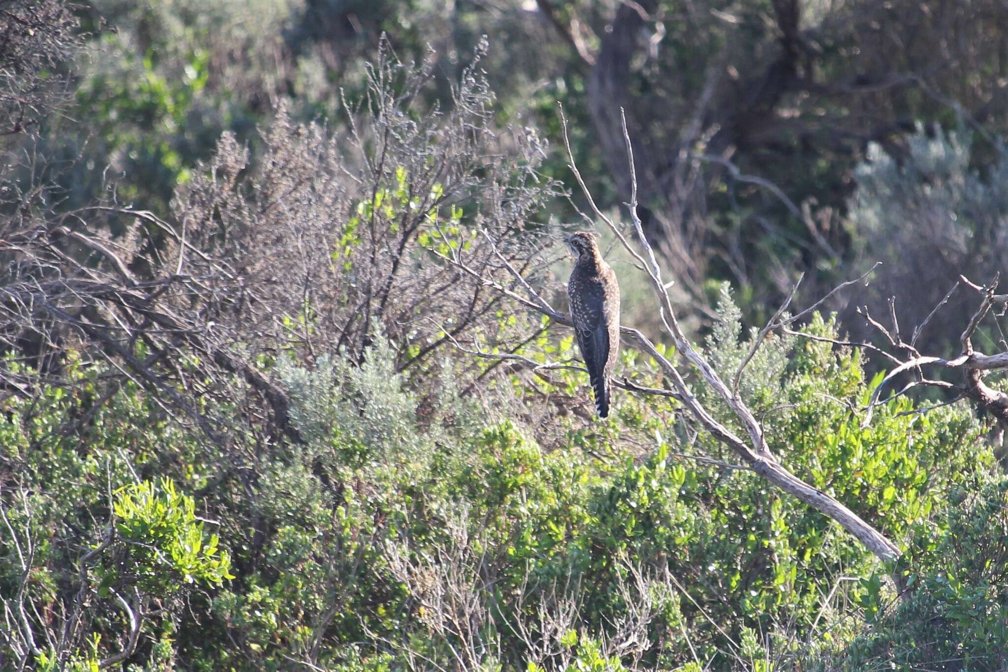 Image of Pallid Cuckoo