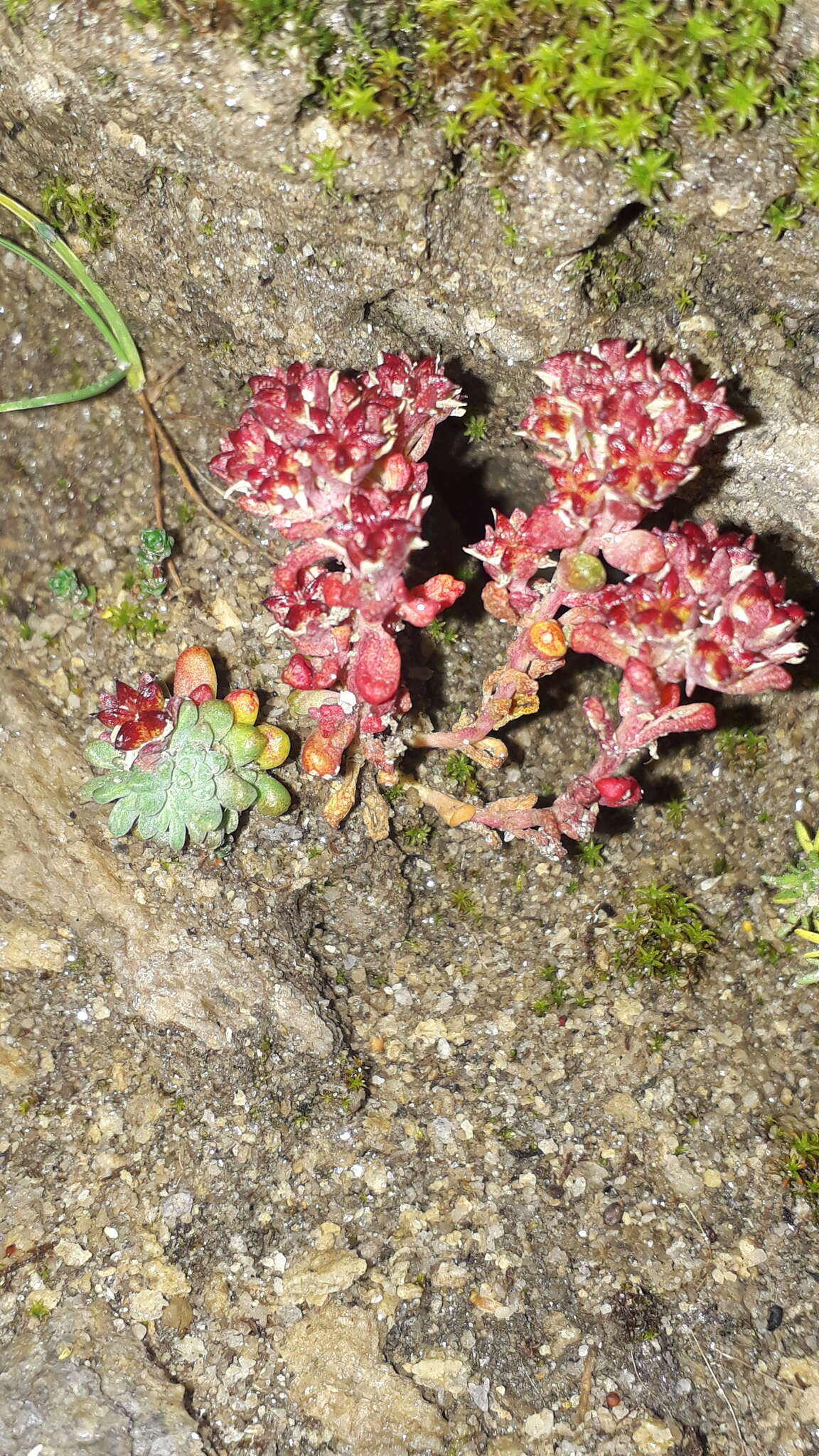 Слика од <i>Sedum <i>atratum</i></i> var. atratum