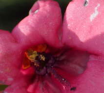 Image of Diascia integerrima E. Mey. ex Benth.