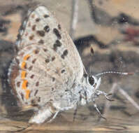 Image of Euphilotes enoptes tildeni (Langston 1964)