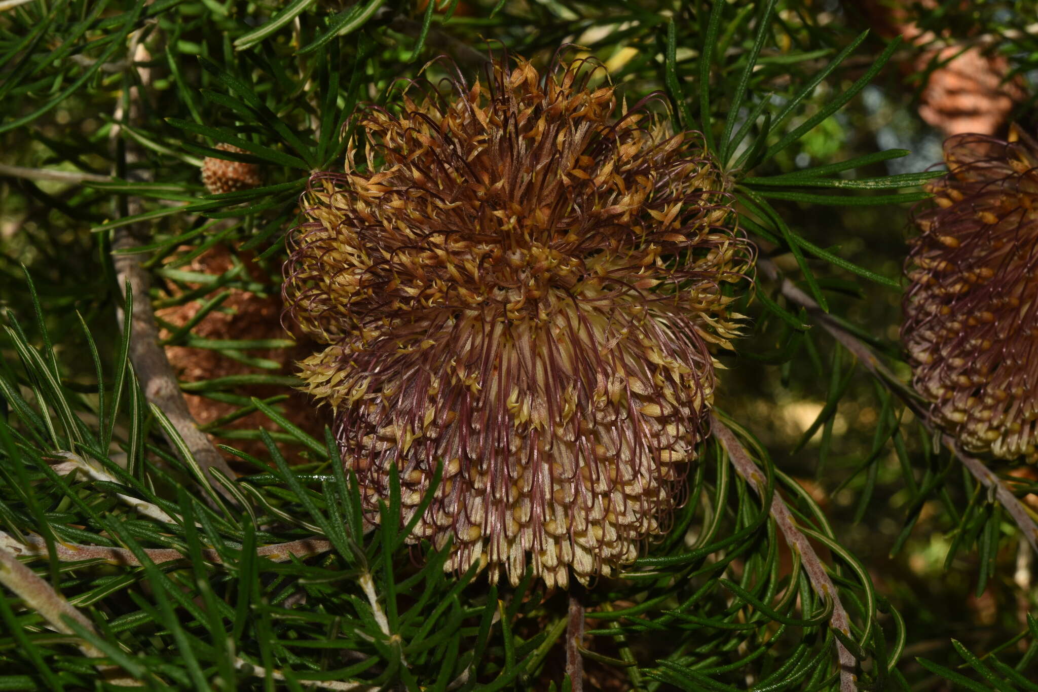 Imagem de Banksia telmatiaea A. S. George