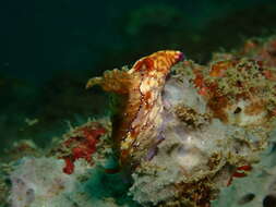 Image of Hypselodoris krakatoa Gosliner & R. F. Johnson 1999