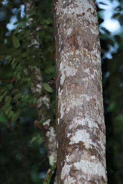 Image of Philippine Flying Lemurs