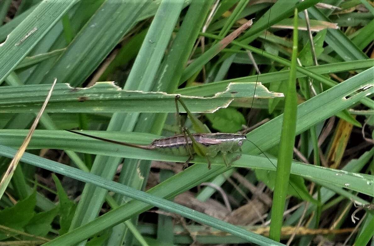 Image of Straight-lanced Meadow Katydid