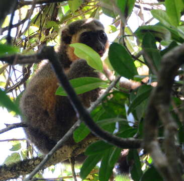 Image of golden bamboo lemur