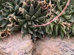 Image de Haworthia marumiana var. viridis M. B. Bayer