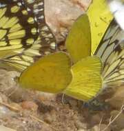 Eurema brigitta (Stoll (1780)) resmi