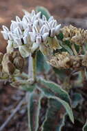 صورة Asclepias meliodora (Schltr.) Schltr.