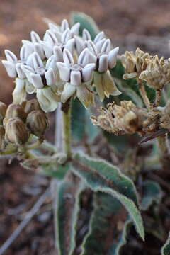 صورة Asclepias meliodora (Schltr.) Schltr.