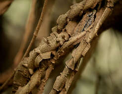 Image of Secamone parvifolia (Oliv.) Bullock