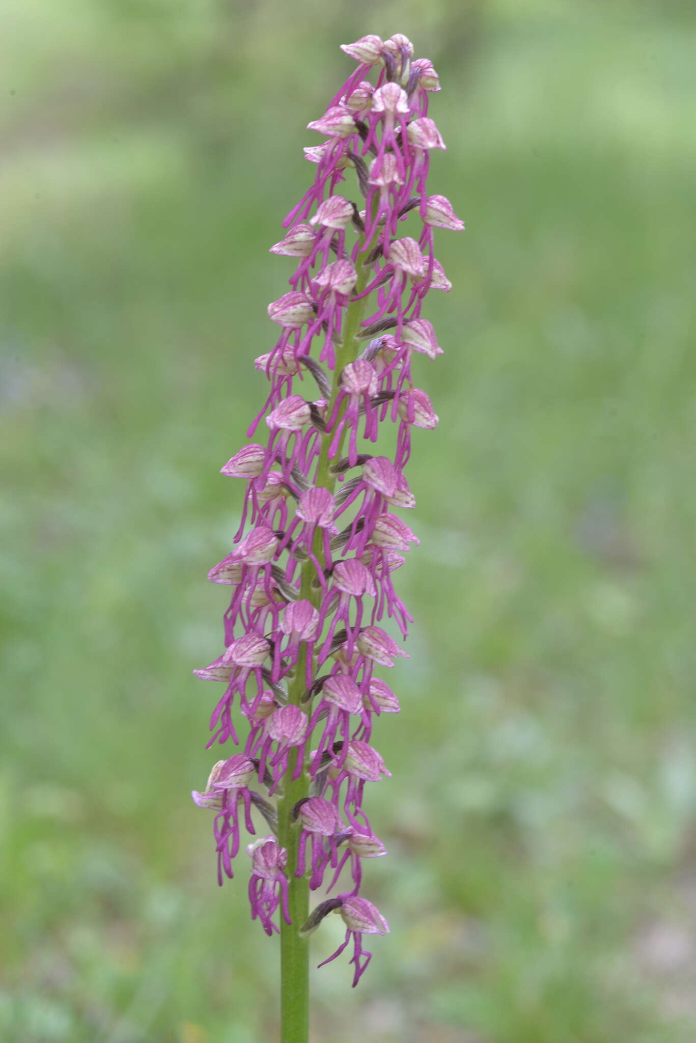 Image of Orchis bergonii Nanteuil