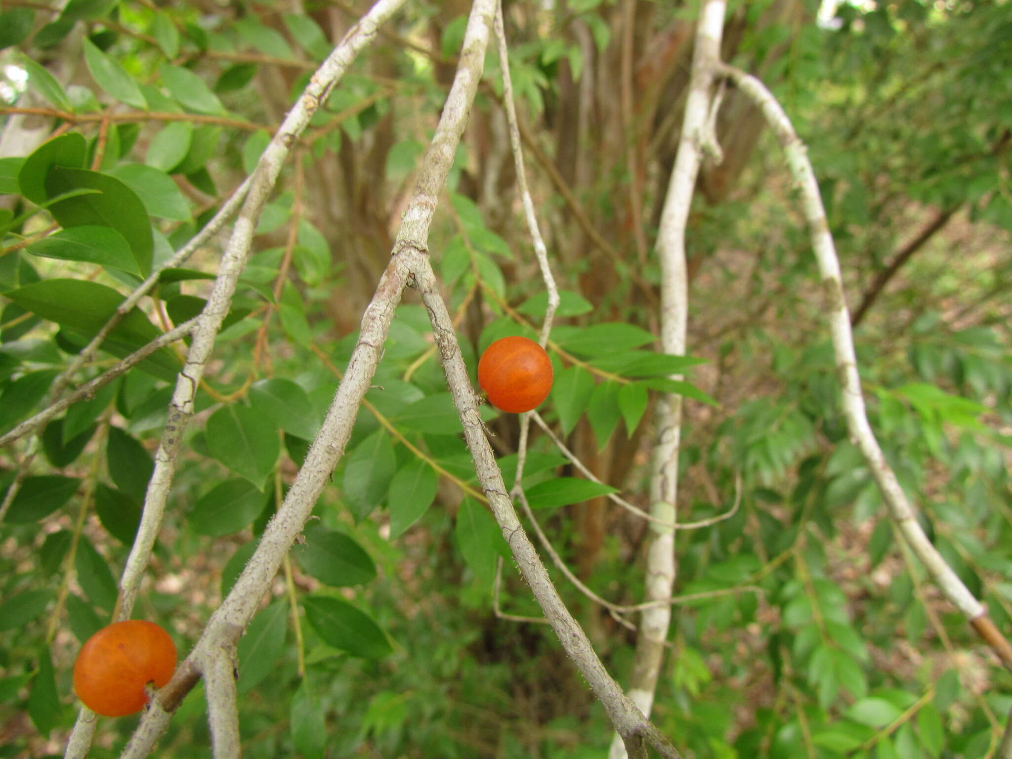 Image of Myrciaria tenella (DC.) O. Berg