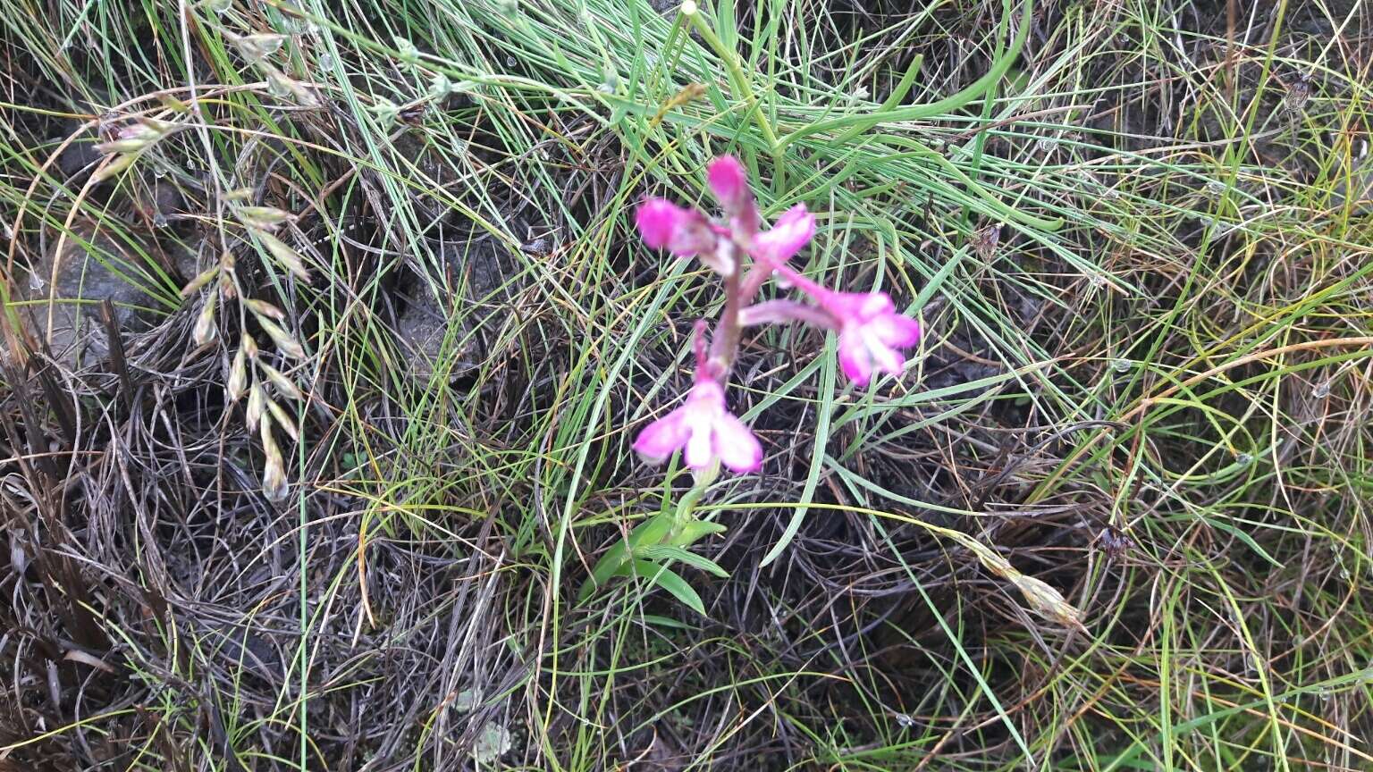 صورة Disa oreophila Bolus