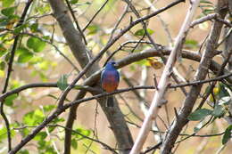 Image of Rose-bellied Bunting