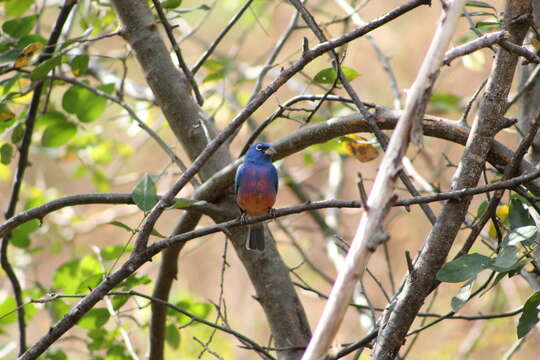 Plancia ëd Passerina rositae (Lawrence 1874)