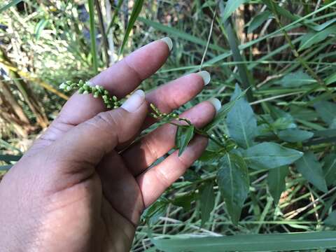 Image of Swamp Smartweed