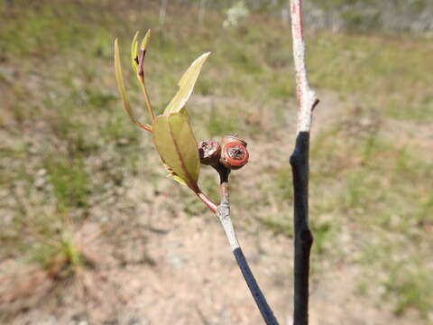 Слика од Eucalyptus latisinensis K. D. Hill