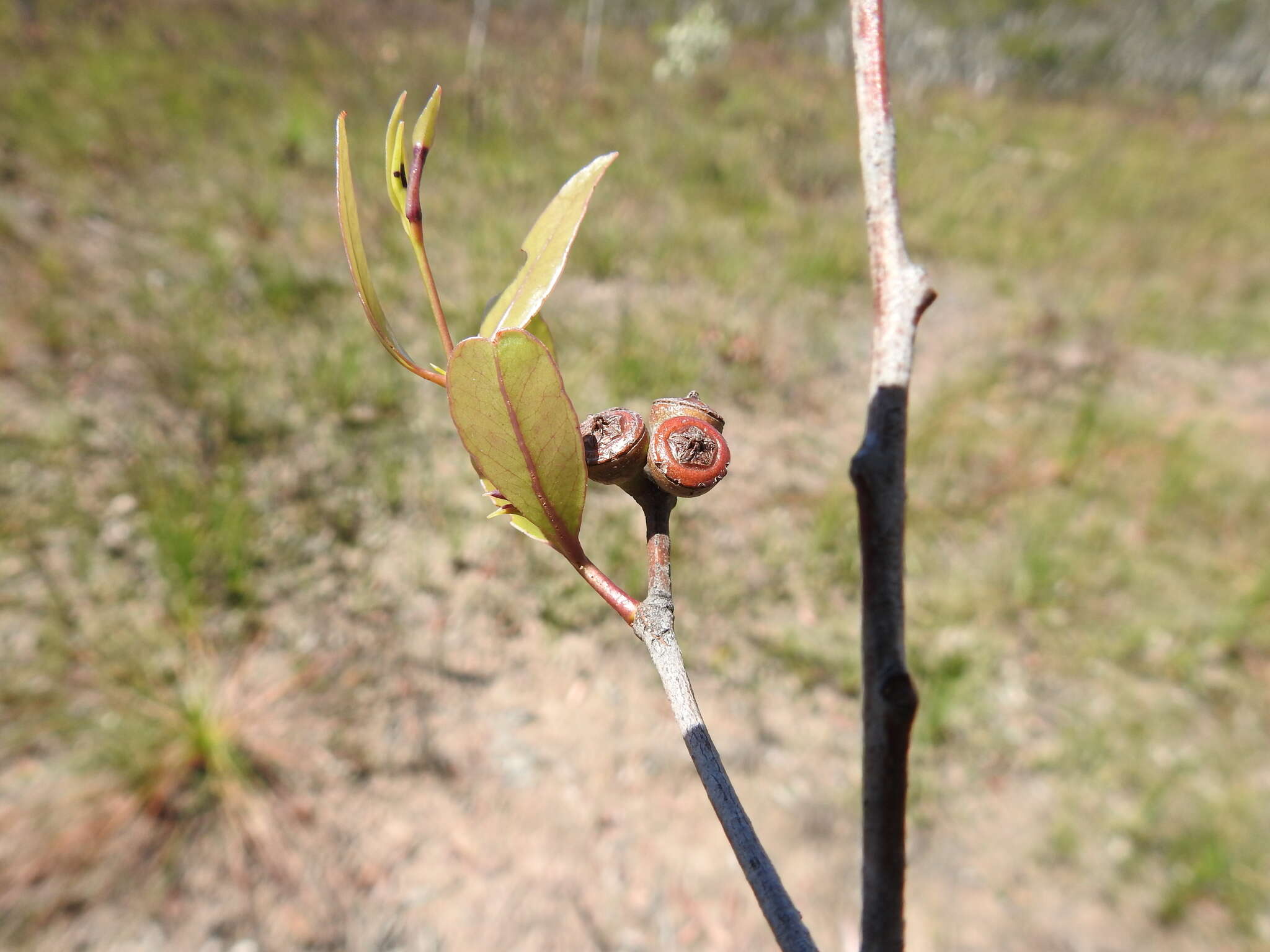 Слика од Eucalyptus latisinensis K. D. Hill