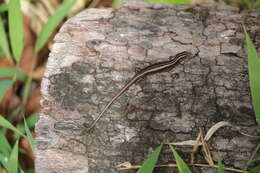 Image of Copper-tailed Skink