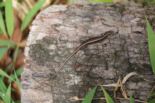 Image of Copper-tailed Skink