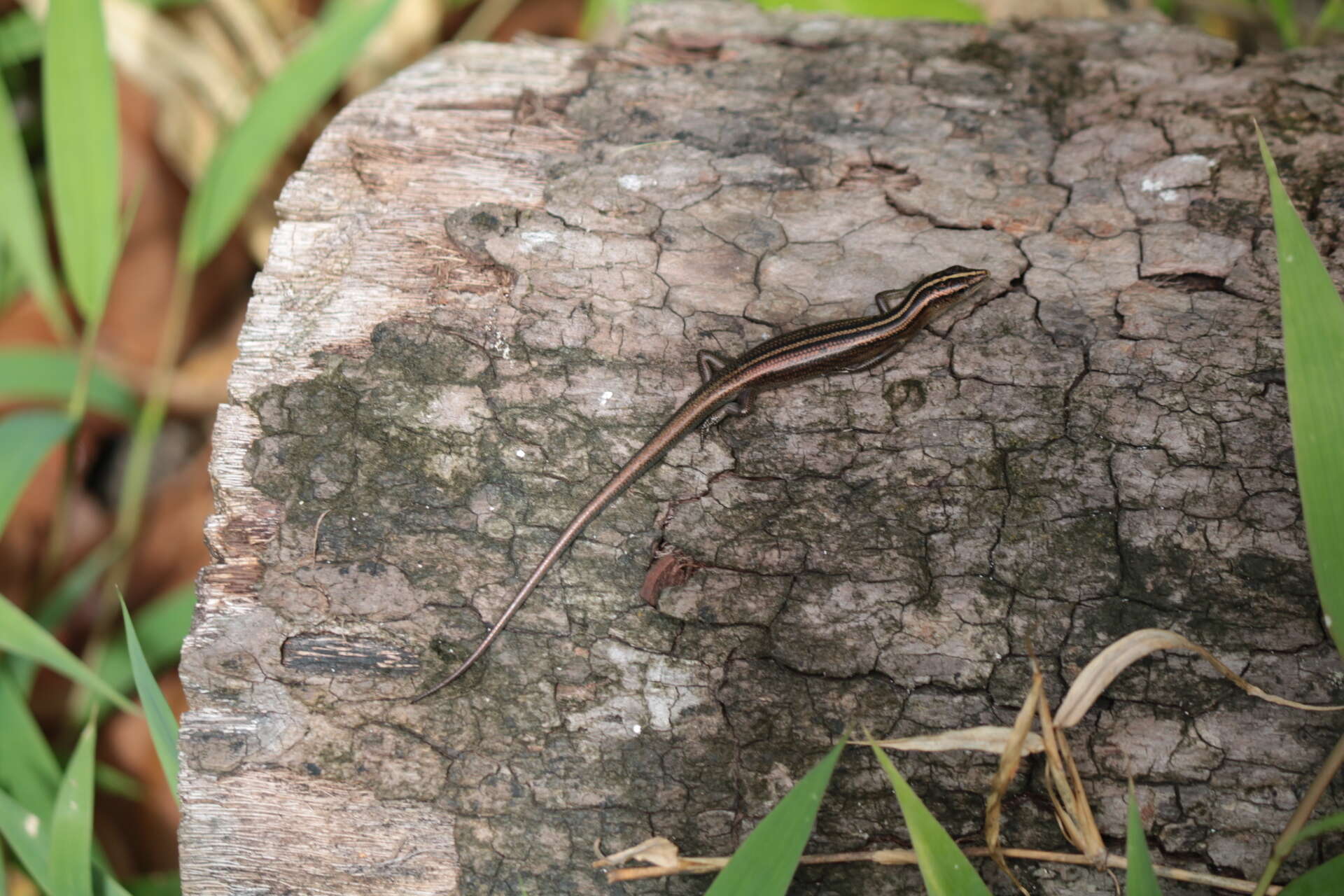 Image of Copper-tailed Skink