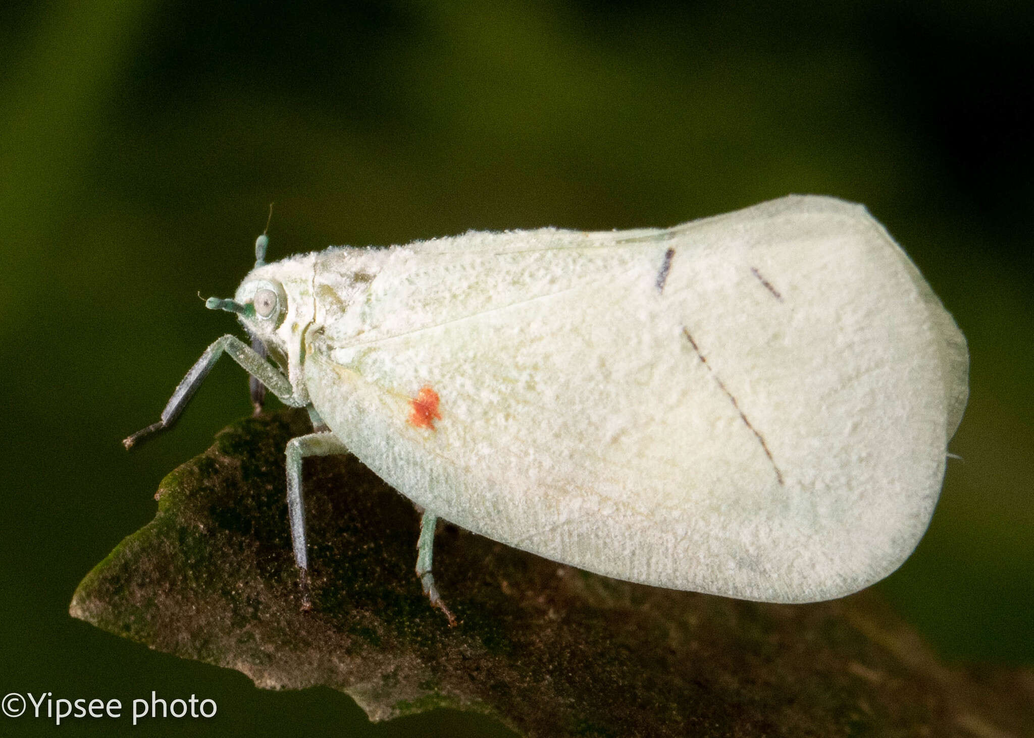 Image of Cerynia maria (White 1846)