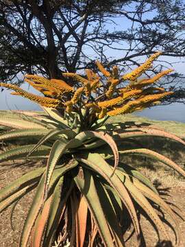 Image of Mountain aloe