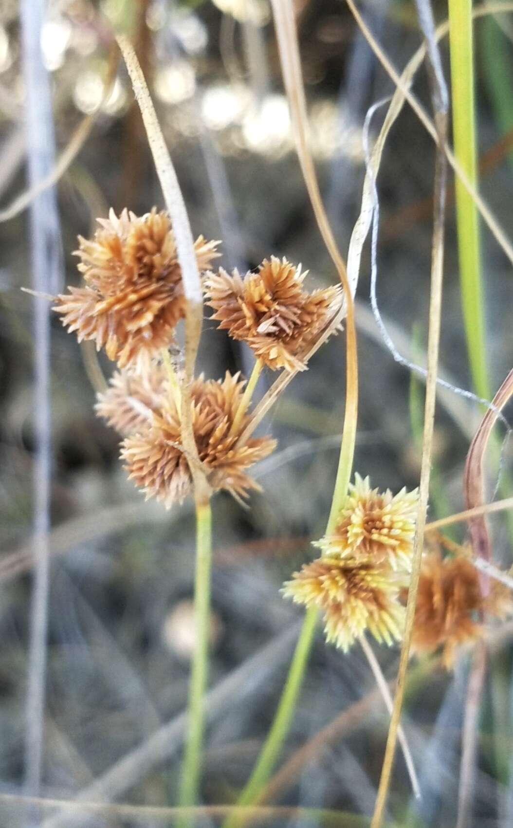 Слика од Cyperus acuminatus Torr. & Hook.