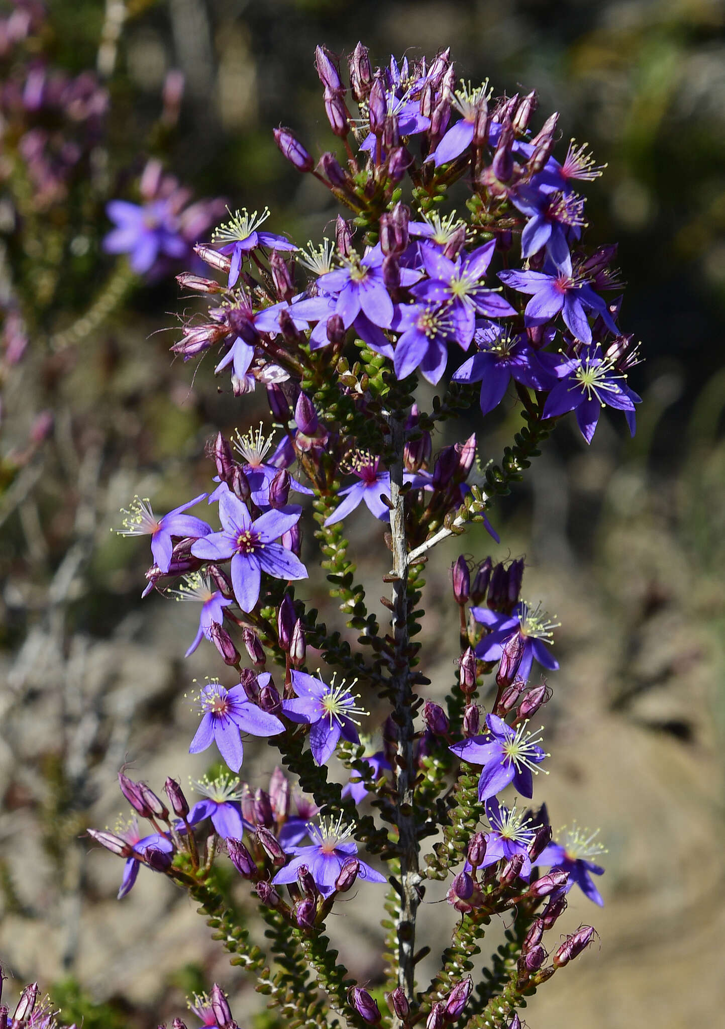 Image de Calytrix leschenaultii (Schauer) Benth.