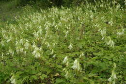 Image of Campanula alliariifolia Willd.