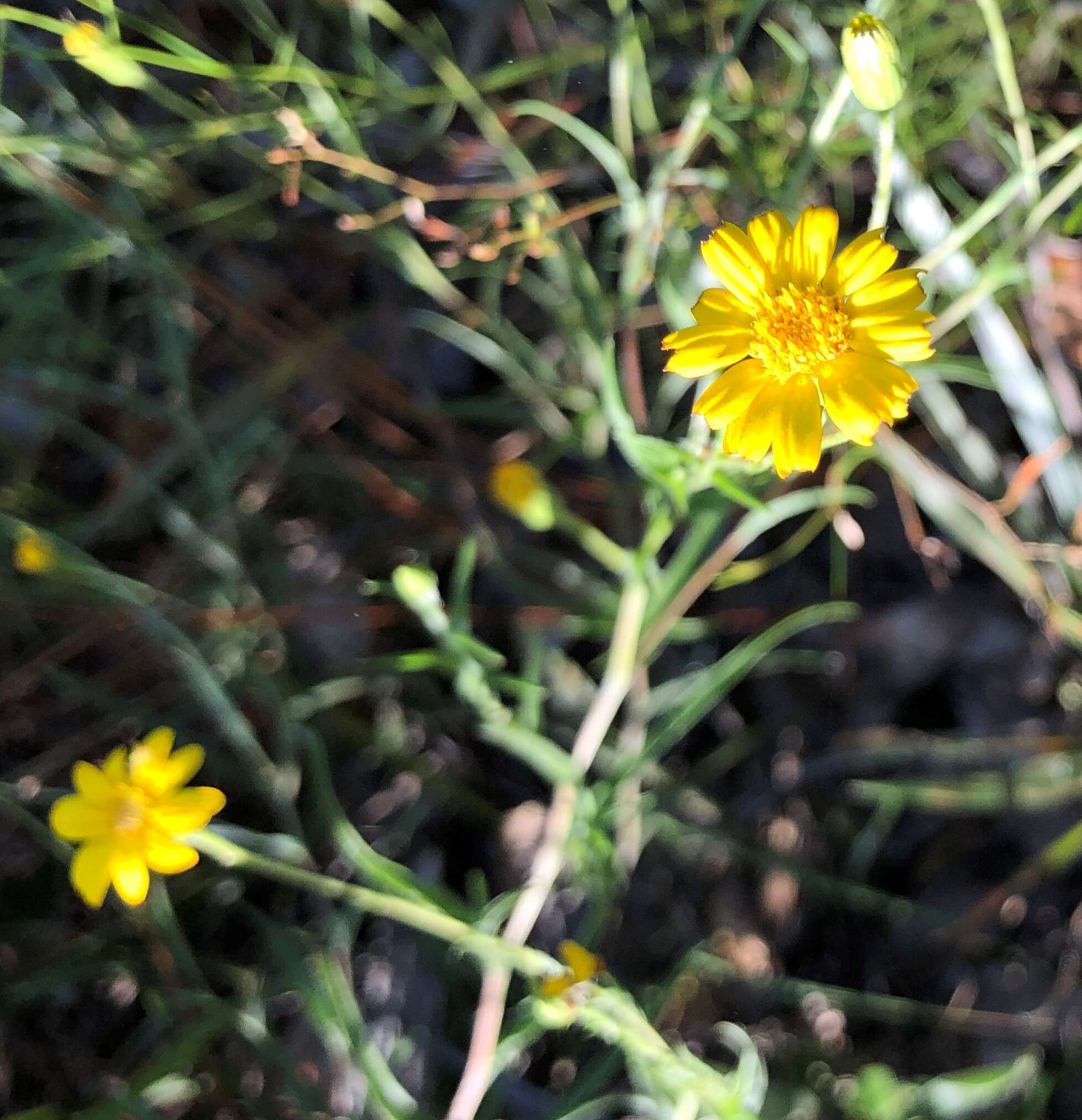 Image of zigzag silkgrass