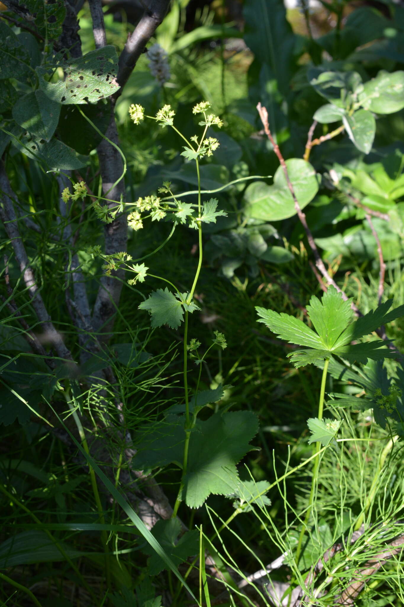 Plancia ëd Alchemilla murbeckiana Buser