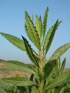 Image of Strong-smelling Inula