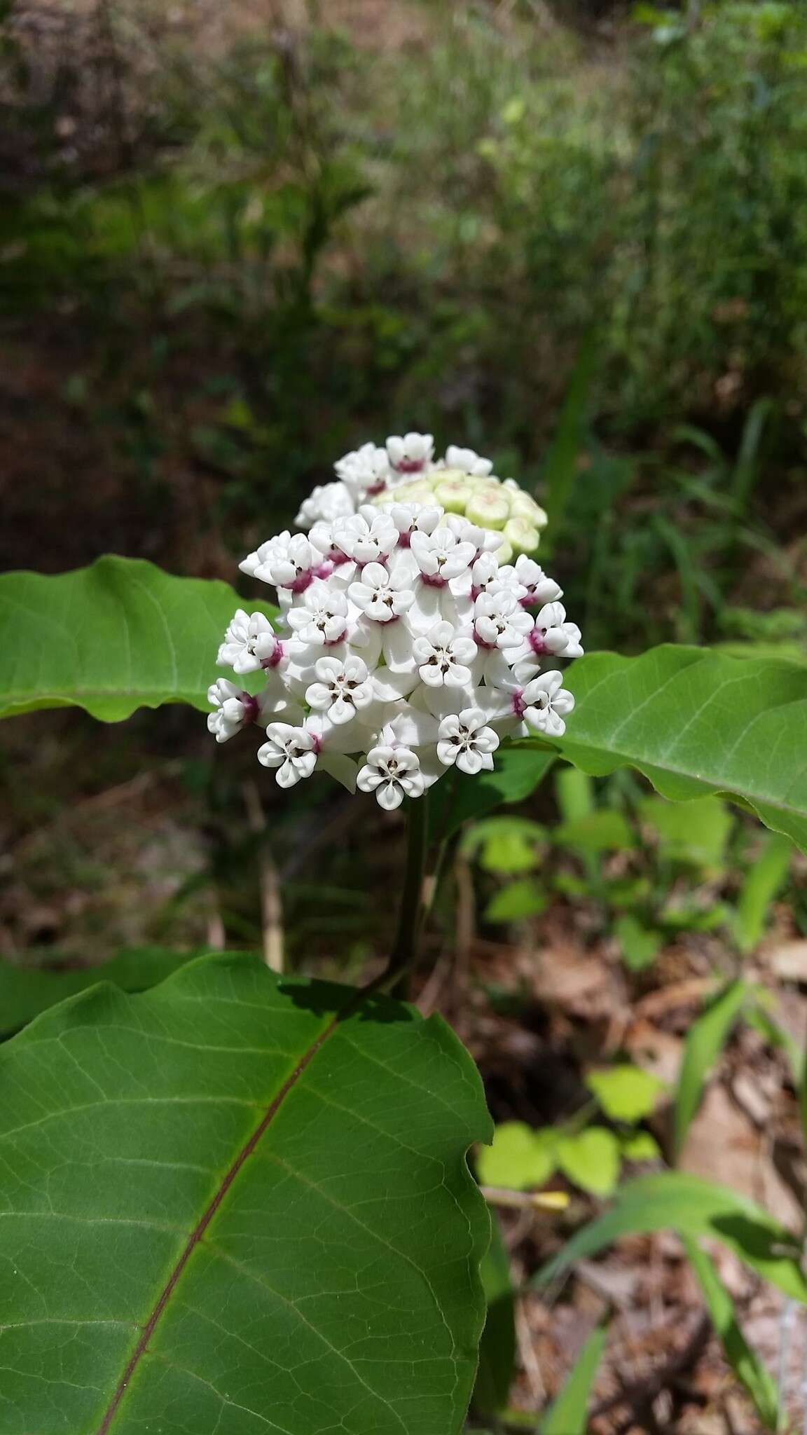 Image of redring milkweed