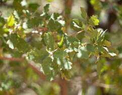 Image de Quercus undulata Torr.