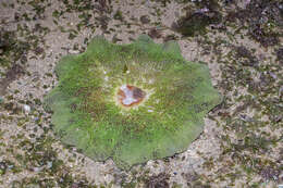 Image of Haddon's Carpet Anemone