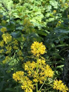 Image of Sisymbrium strictissimum L.