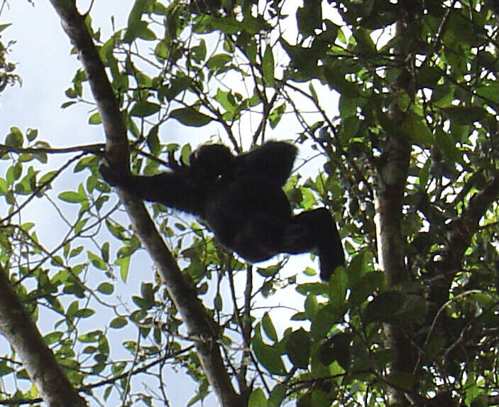 Image of siamang