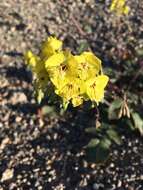 Image of Death Valley suncup