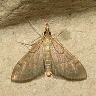 Image of <i>Anania mysippusalis</i>