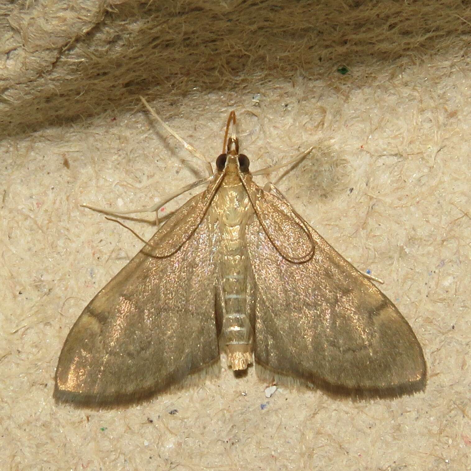 Image of <i>Anania mysippusalis</i>