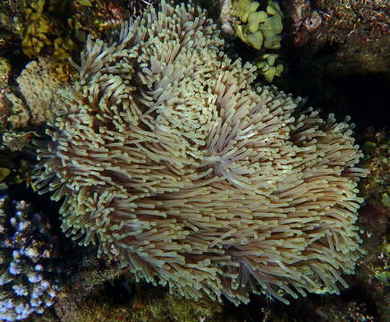 Image of Bulb-Tip Anemone